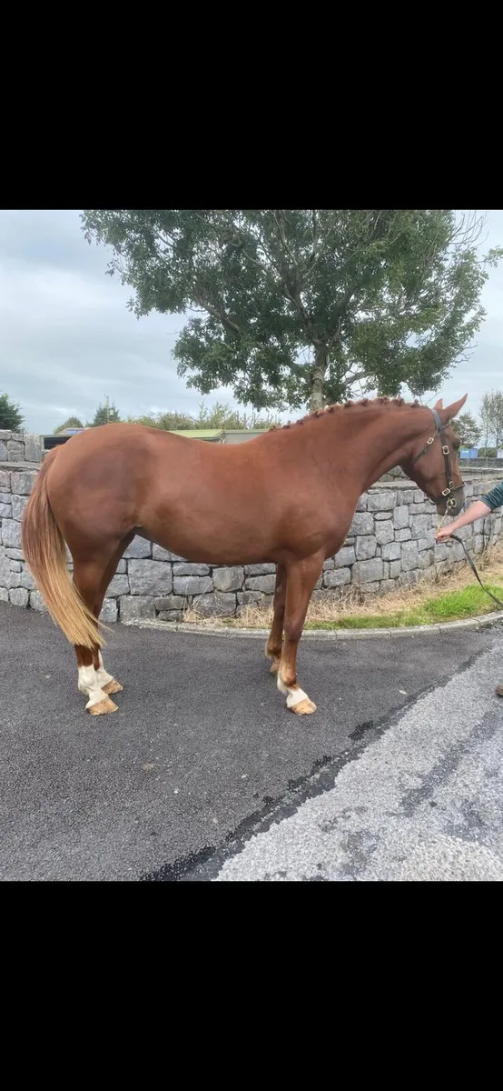 Irish Draught Colt Foal - Image 3