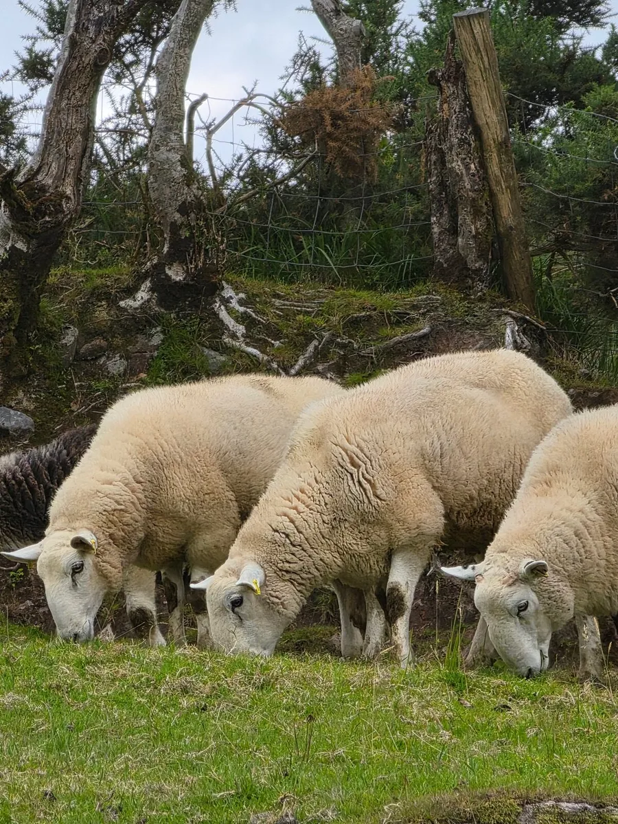 Wicklow  Cheviot Hoggit Rams - Image 2