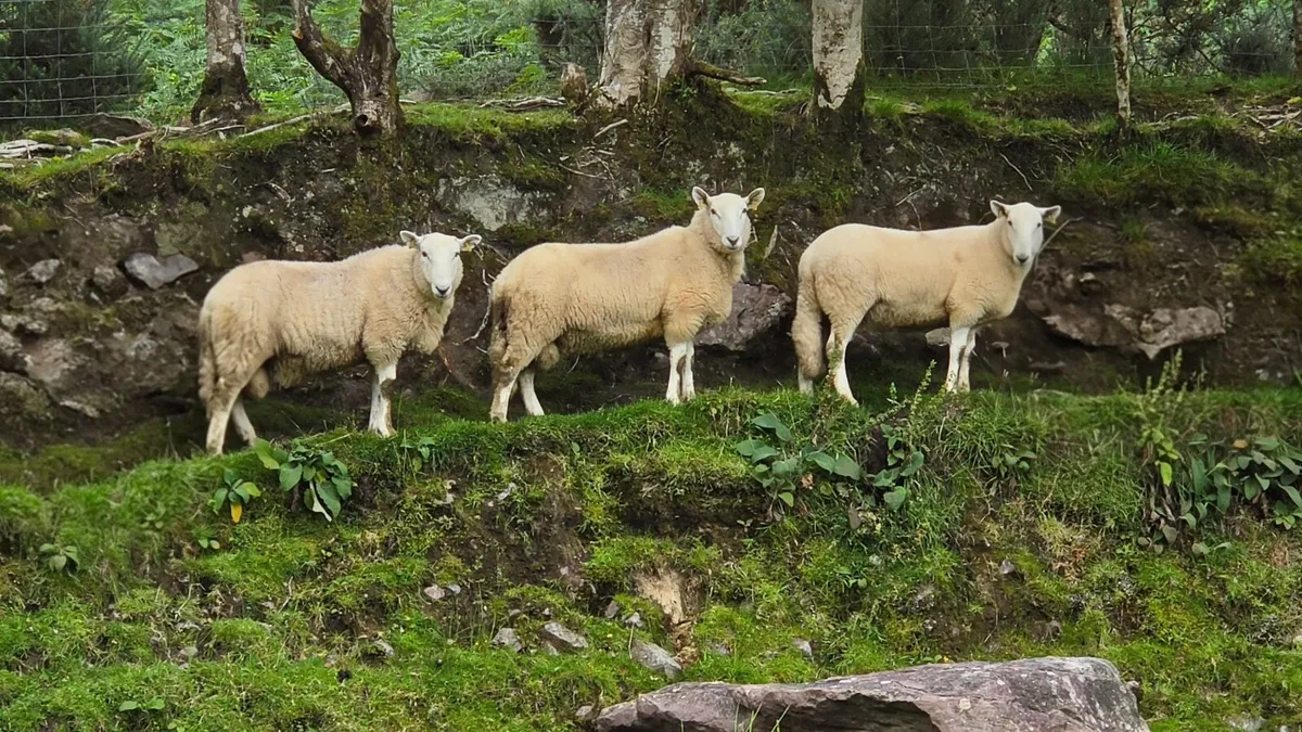 Wicklow  Cheviot Hoggit Rams - Image 3