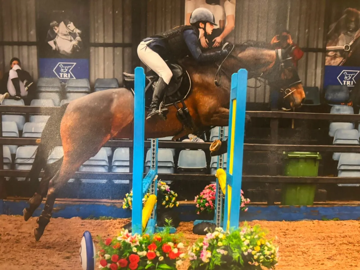 Horse for Sale - Image 1