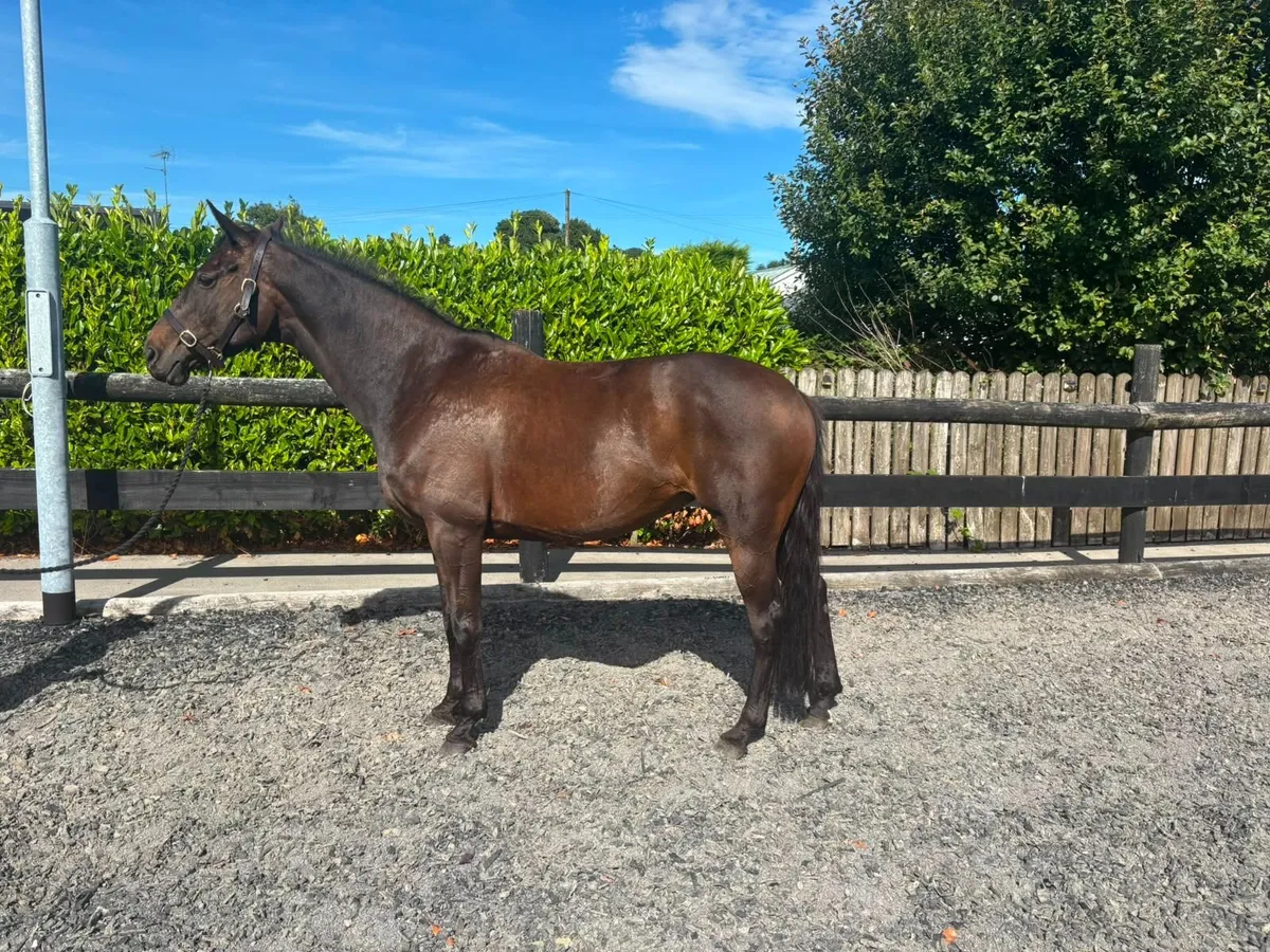 Horse for Sale - Image 2