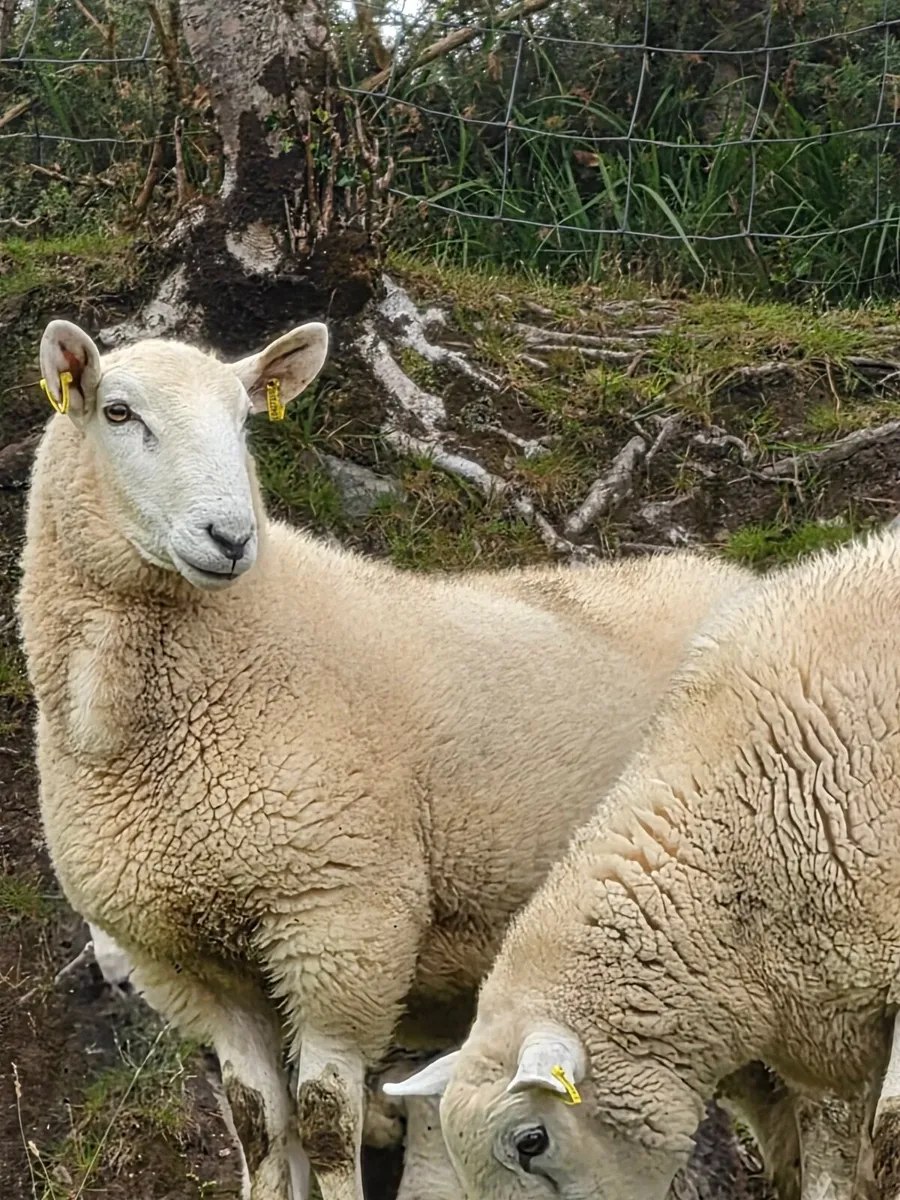 Wicklow  Cheviot Hoggit Rams - Image 1