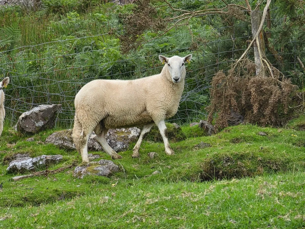 Wicklow  Cheviot Hoggit Rams - Image 4