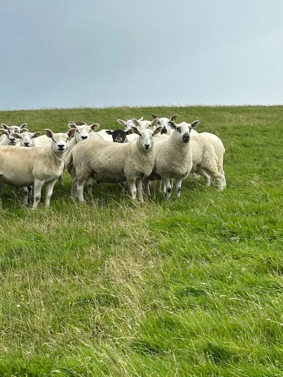 ****HOGGETT EWES **** - Image 2