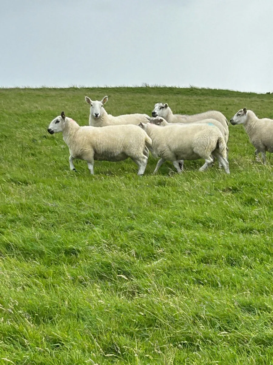 ****HOGGETT EWES **** - Image 1