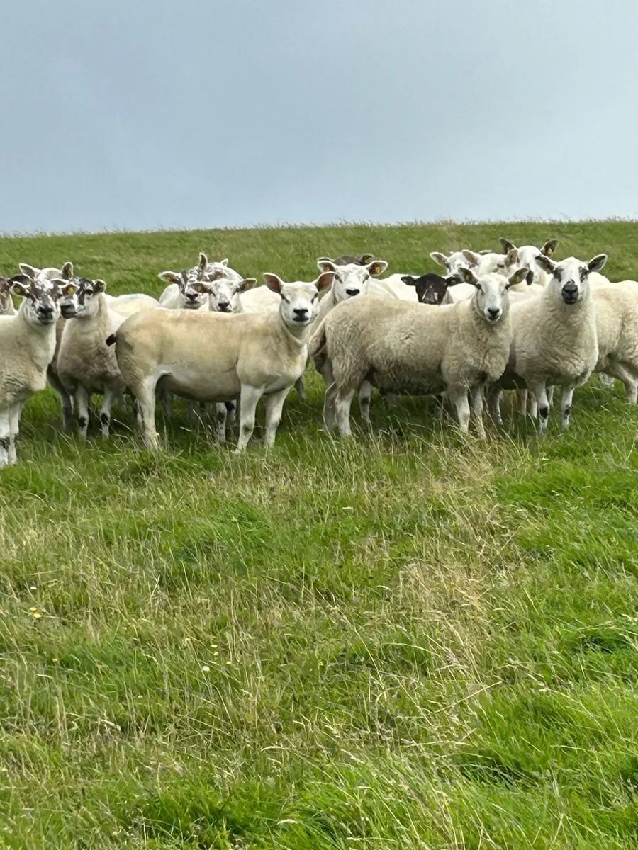 ****HOGGETT EWES **** - Image 3