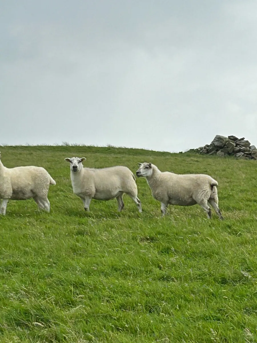 ****HOGGETT EWES **** - Image 4
