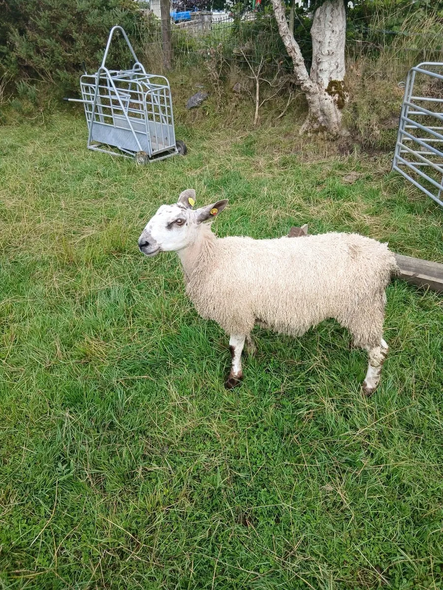Ram lamb - Image 2