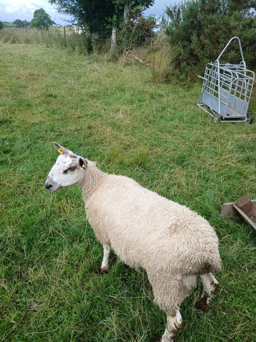 Ram lamb - Image 1