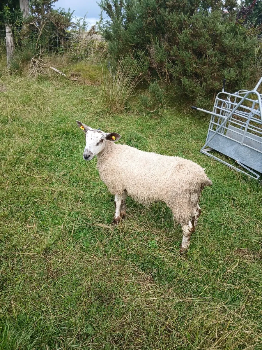 Ram lamb - Image 3