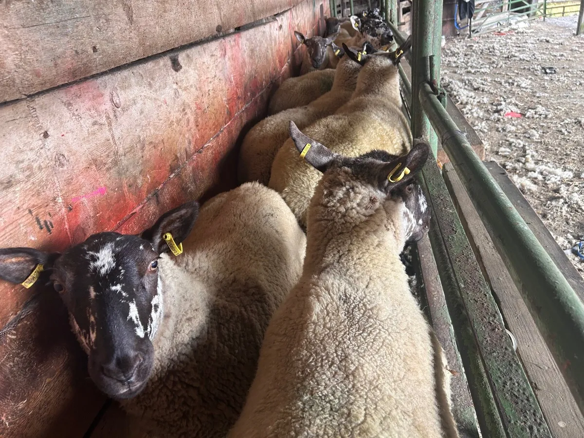 Sheep - Image 2