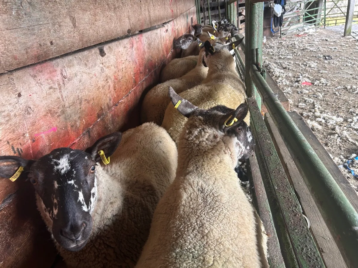 Sheep - Image 3