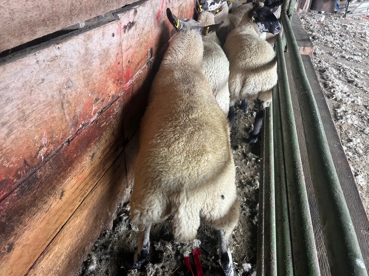 Sheep - Image 4