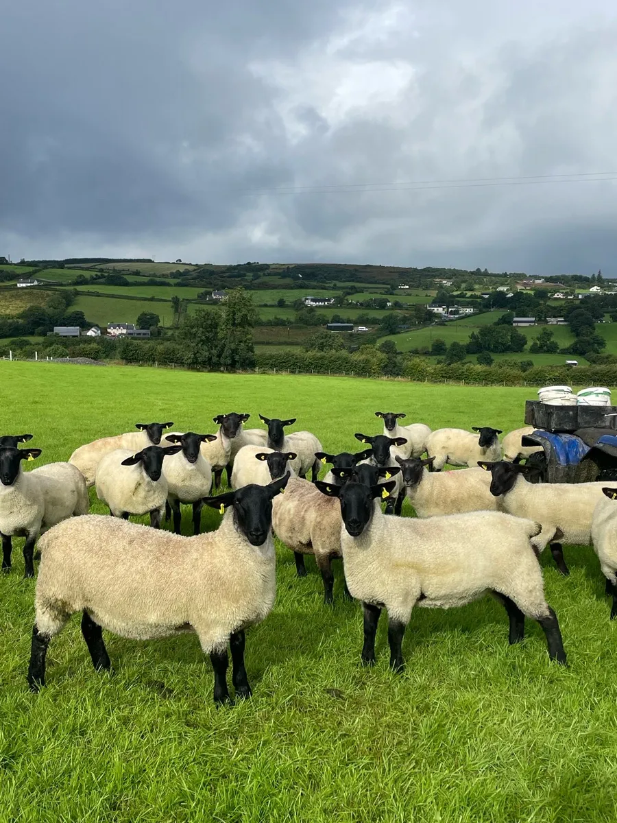 Suffolk mule hogget ewes - Image 1