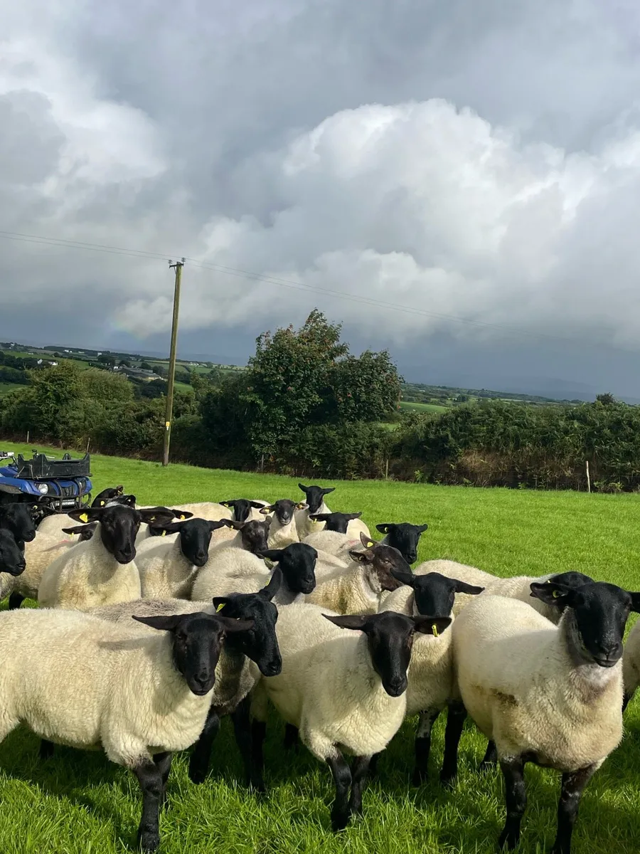 Suffolk mule hogget ewes - Image 2