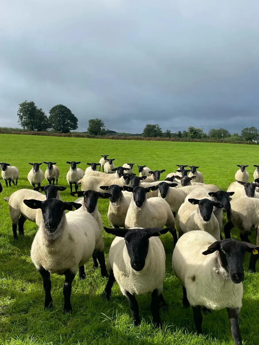 Suffolk mule hogget ewes - Image 3