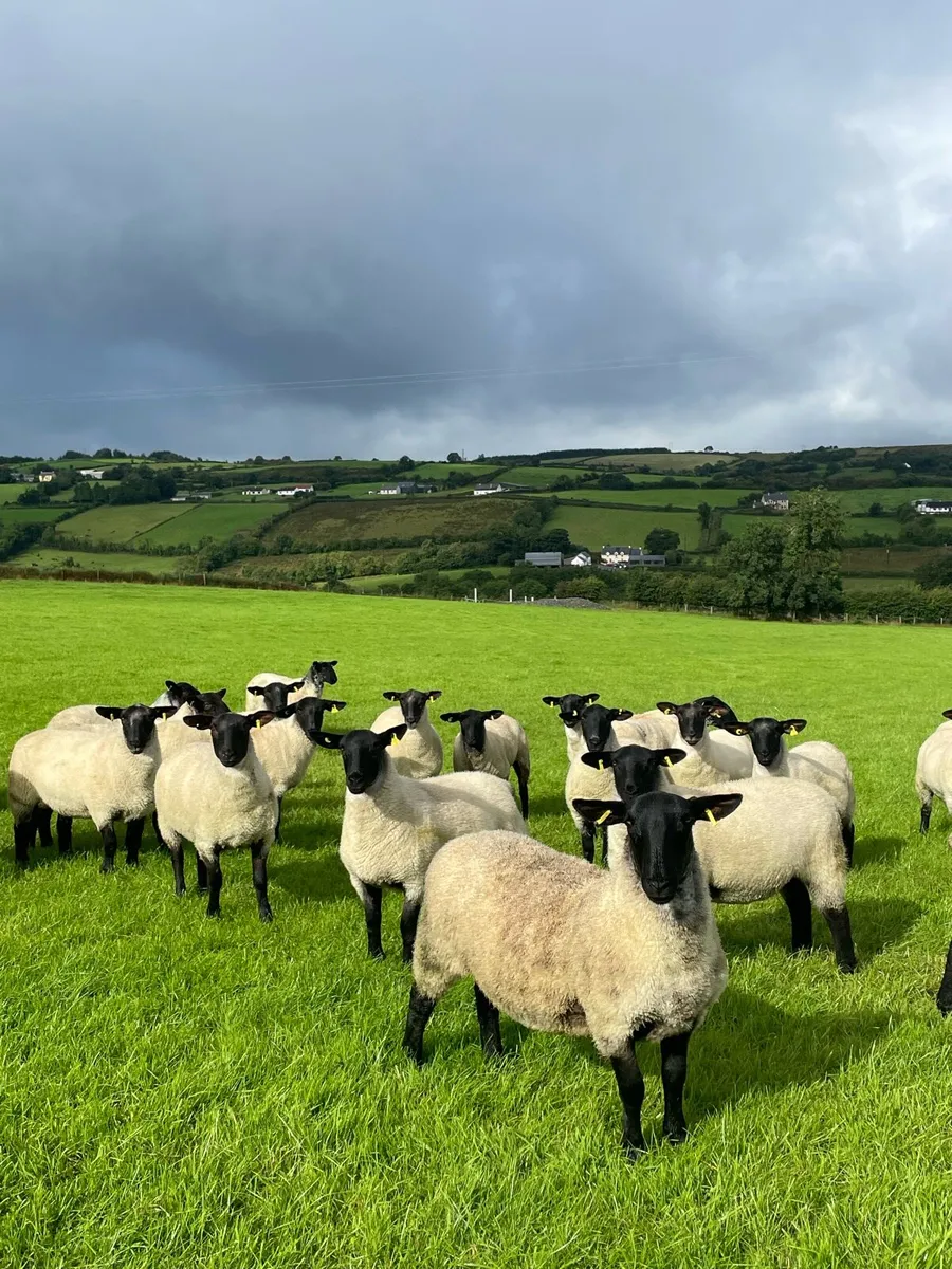 Suffolk mule hogget ewes - Image 4