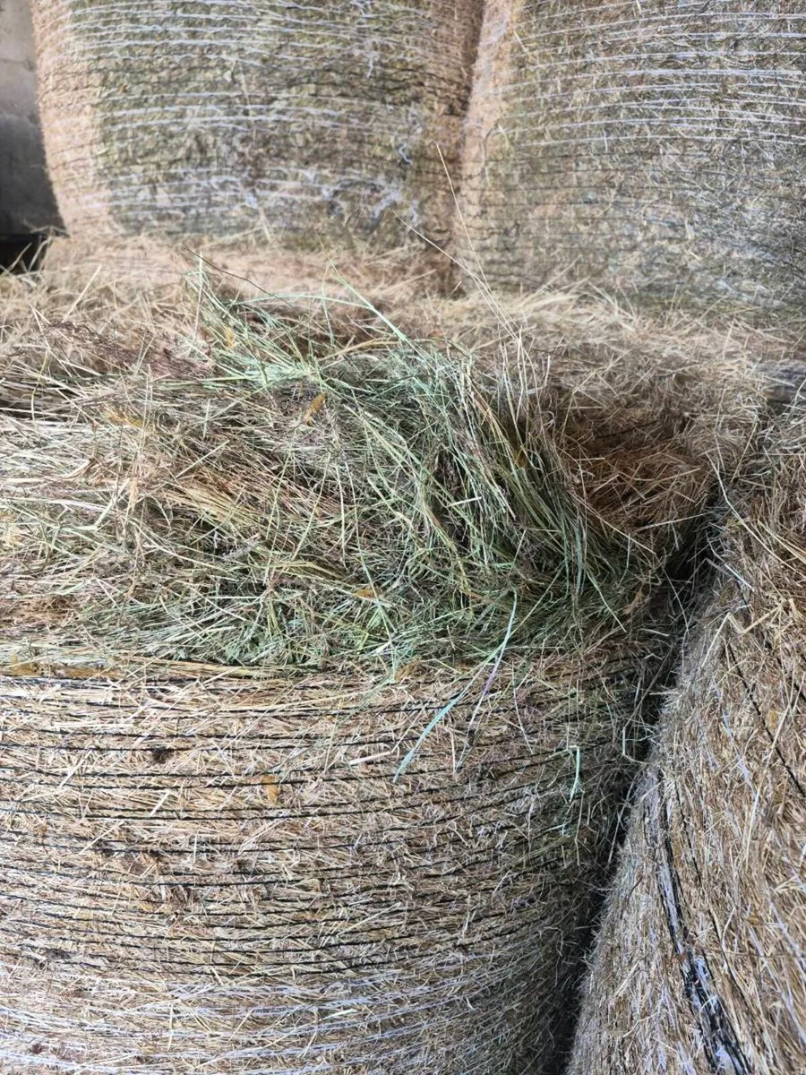 Organic hay for sale. - Image 2
