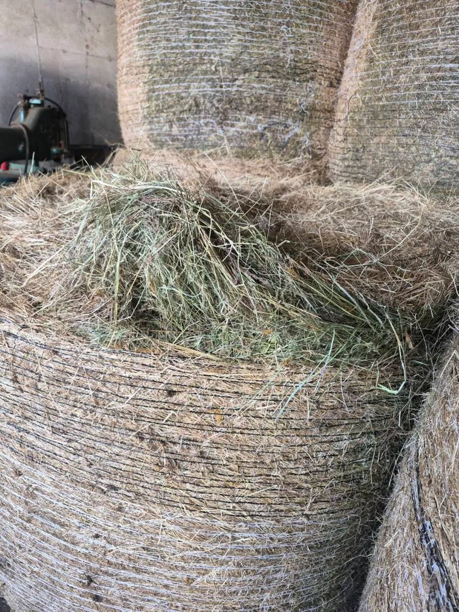 Organic hay for sale. - Image 3