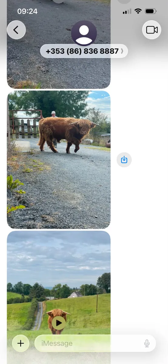 We buy all types of culls