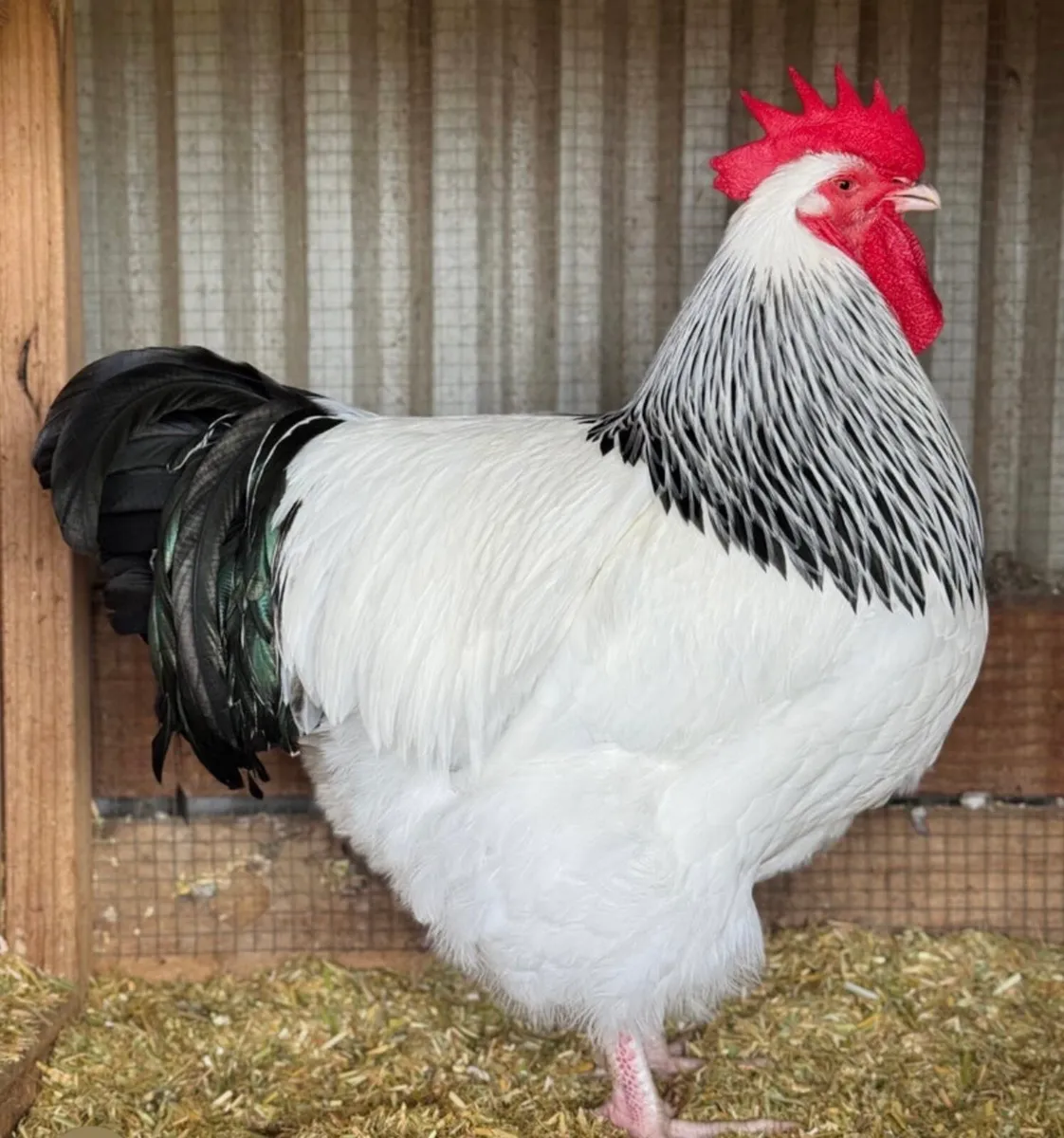 Poultry - Image 1