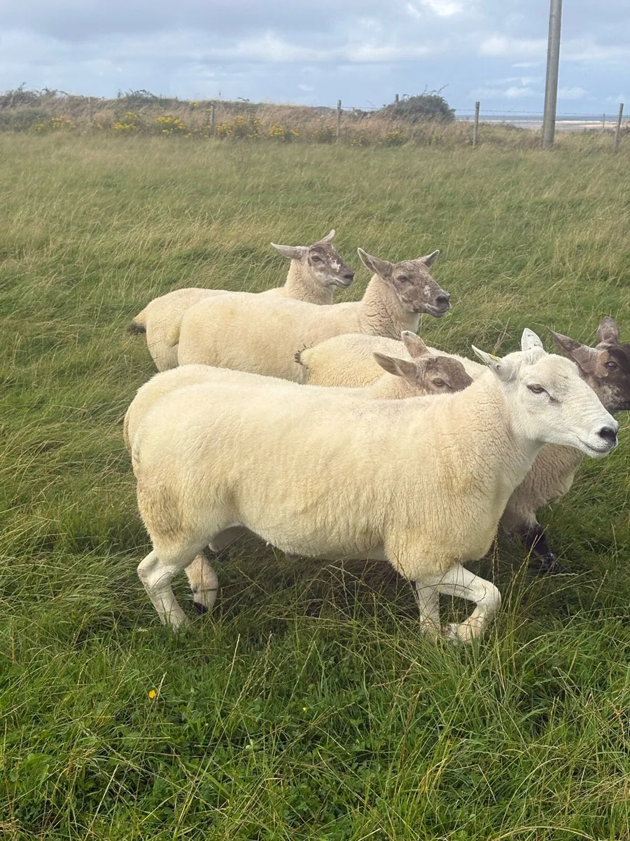 Ram - Image 1
