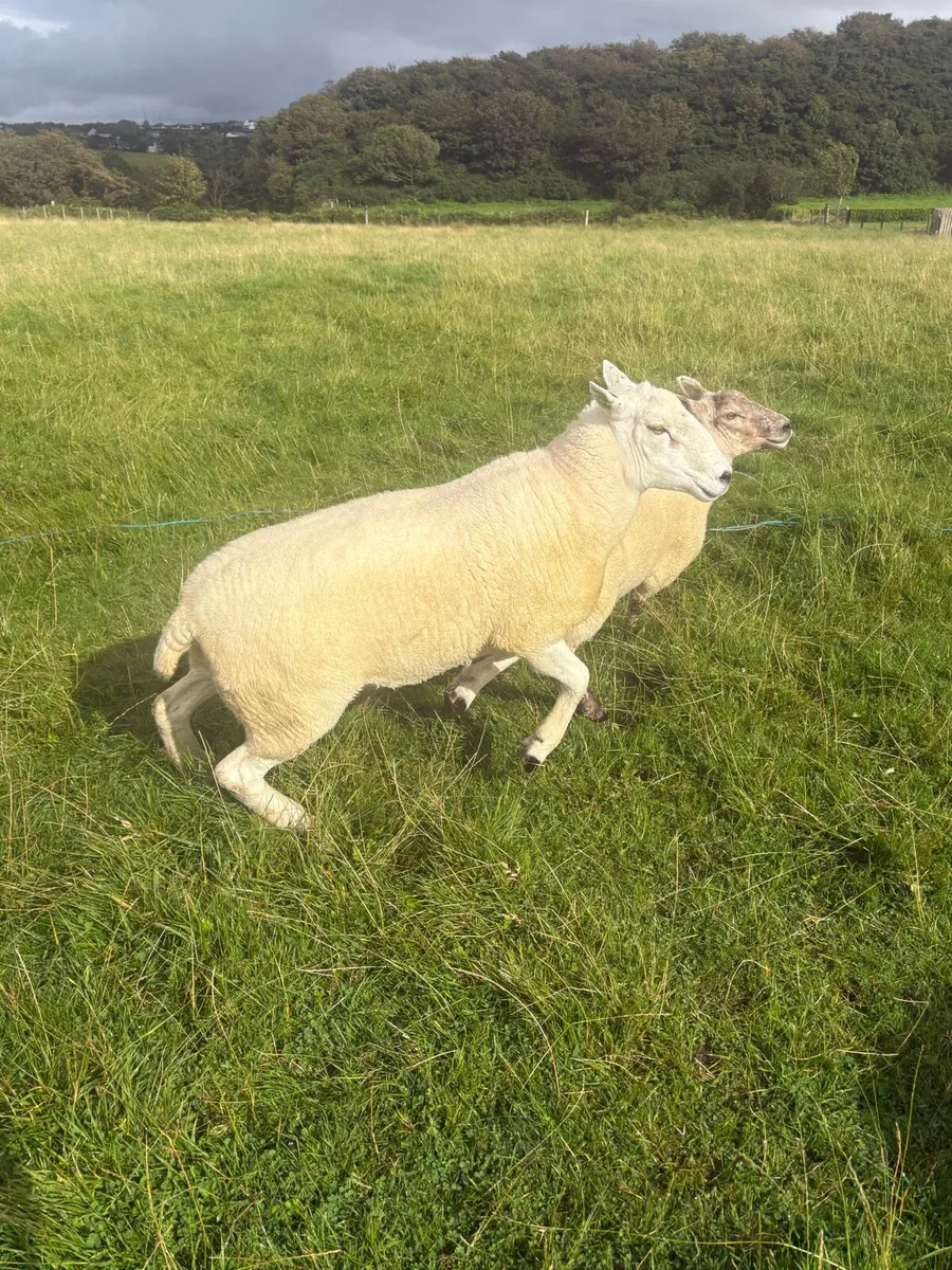 Ram - Image 2