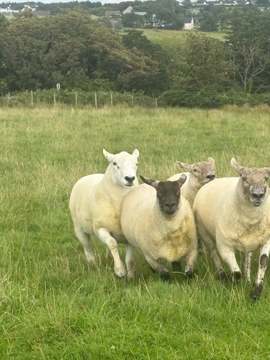 Ram - Image 3