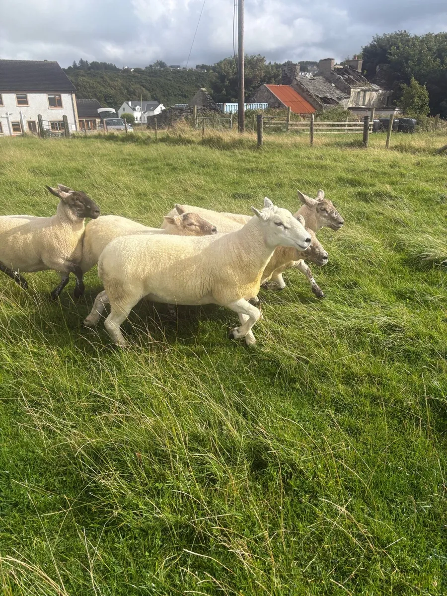 Ram - Image 4