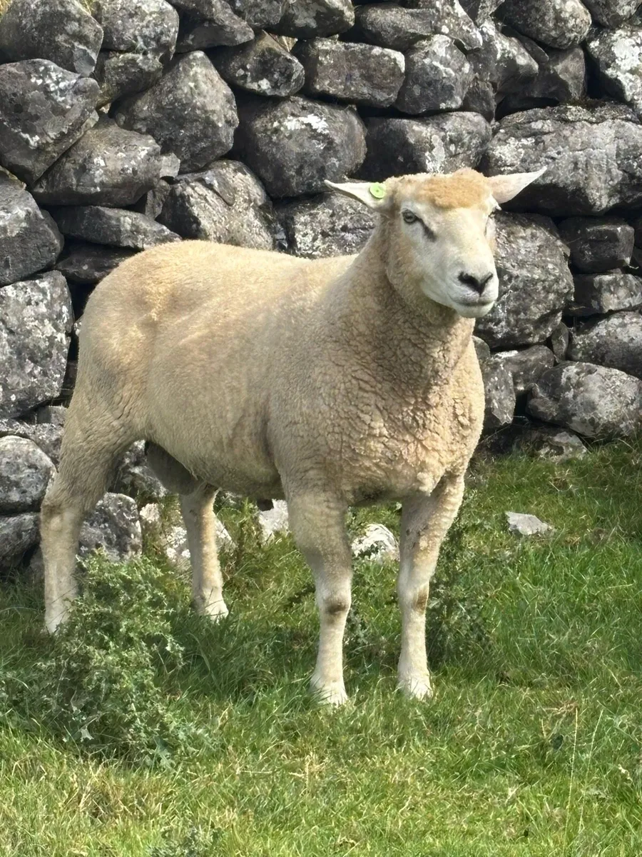 Galway ram - Image 1