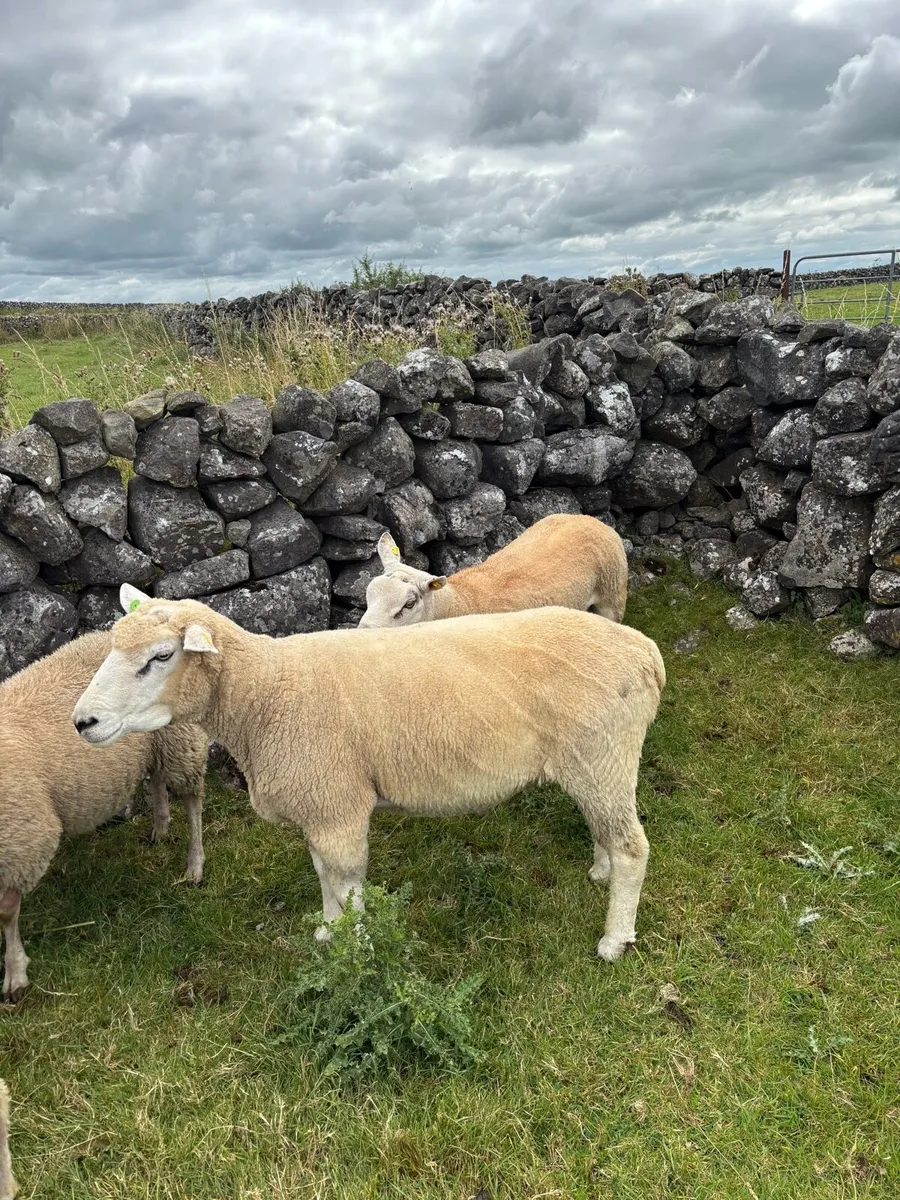 Galway ram - Image 3