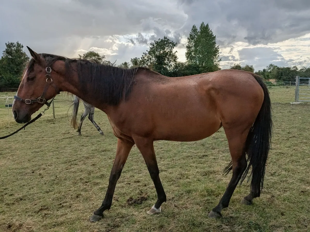 18-Year-Old Thoroughbred – Former Racehorse - Image 2