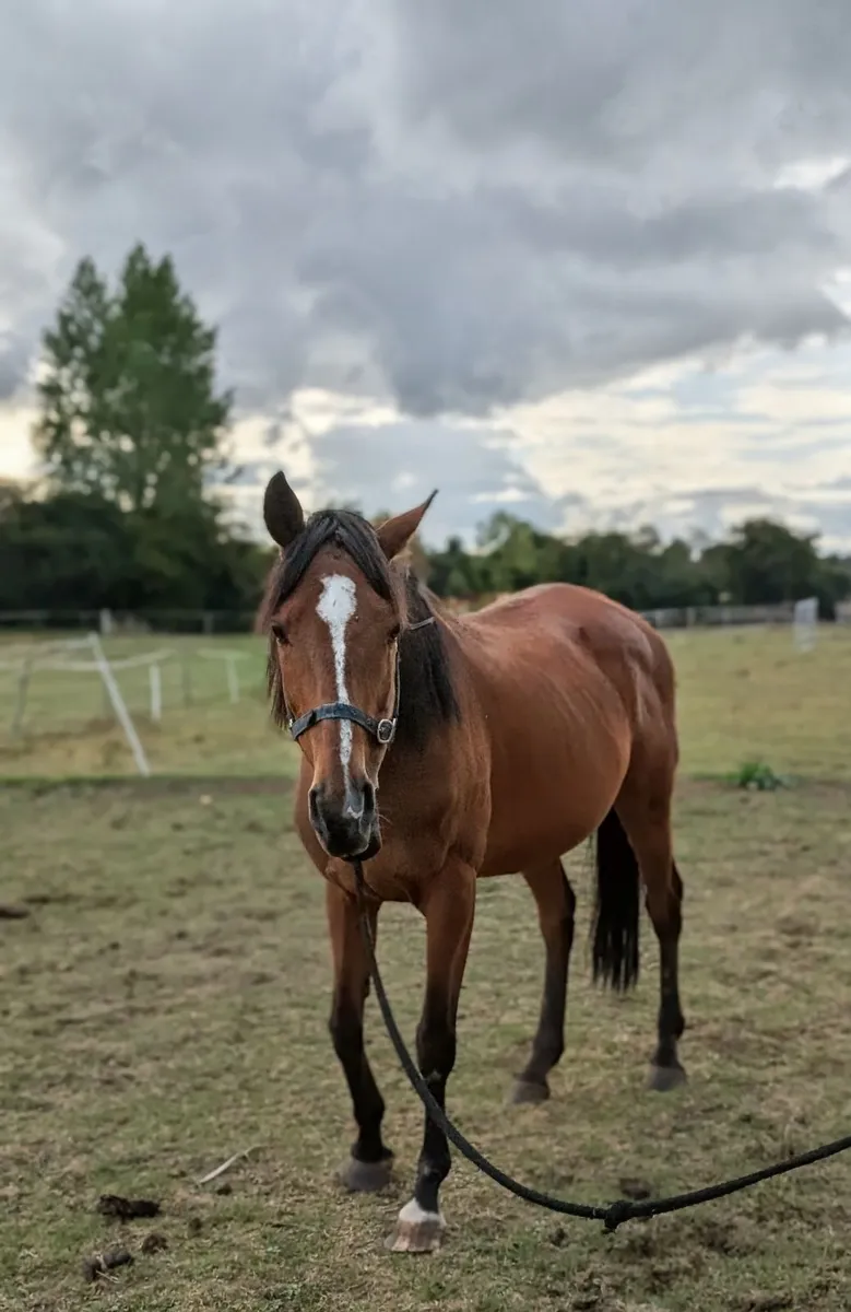 18-Year-Old Thoroughbred – Former Racehorse - Image 3