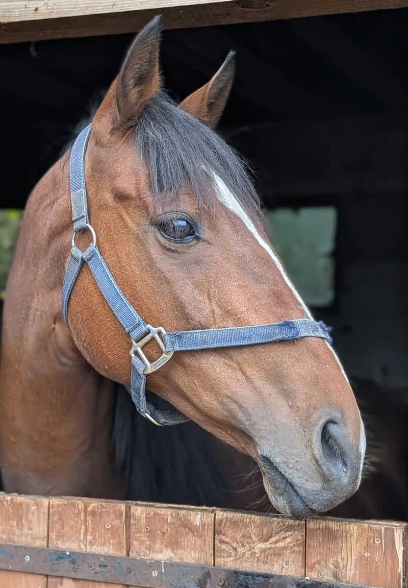 18-Year-Old Thoroughbred – Former Racehorse - Image 1