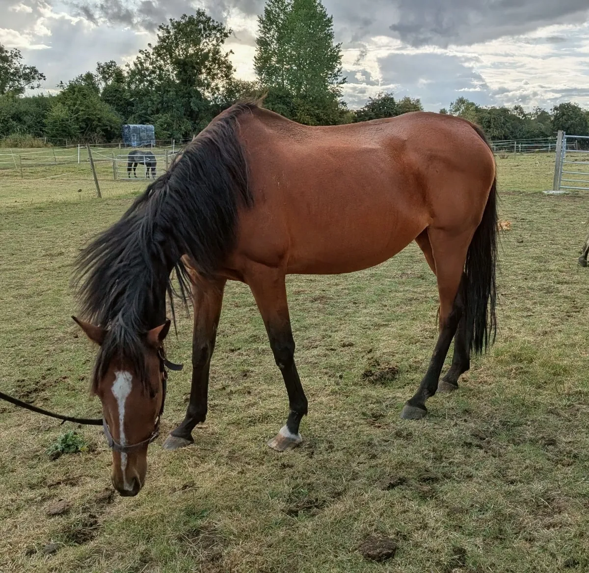 18-Year-Old Thoroughbred – Former Racehorse - Image 4
