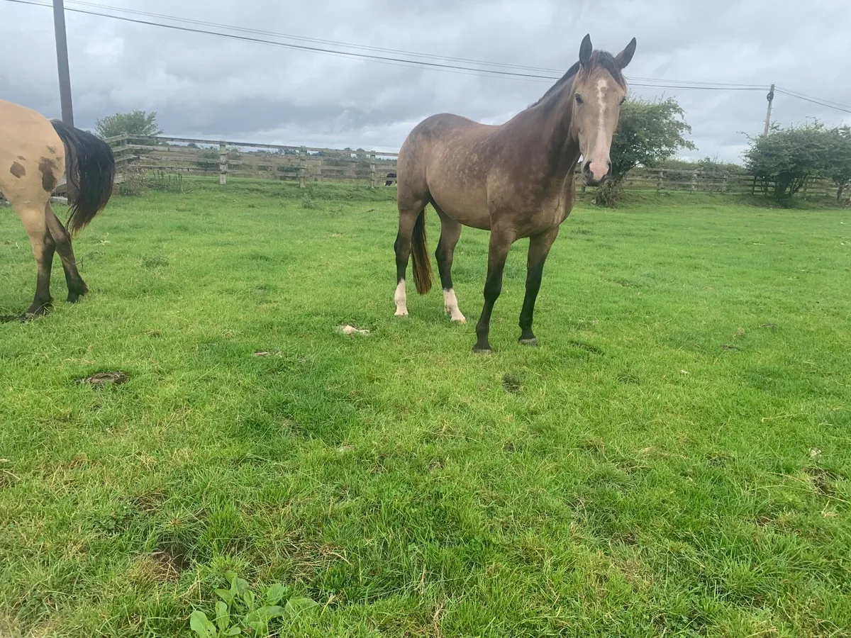 A selection of Connemara ponies / Cobs. - Image 4