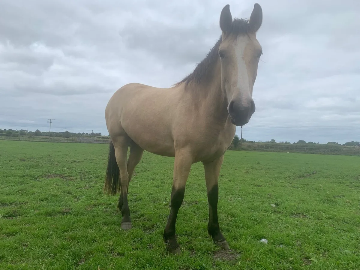 A selection of Connemara ponies / Cobs. - Image 2