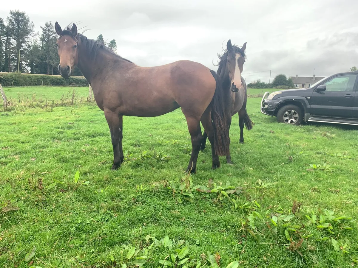A selection of Connemara ponies / Cobs. - Image 3