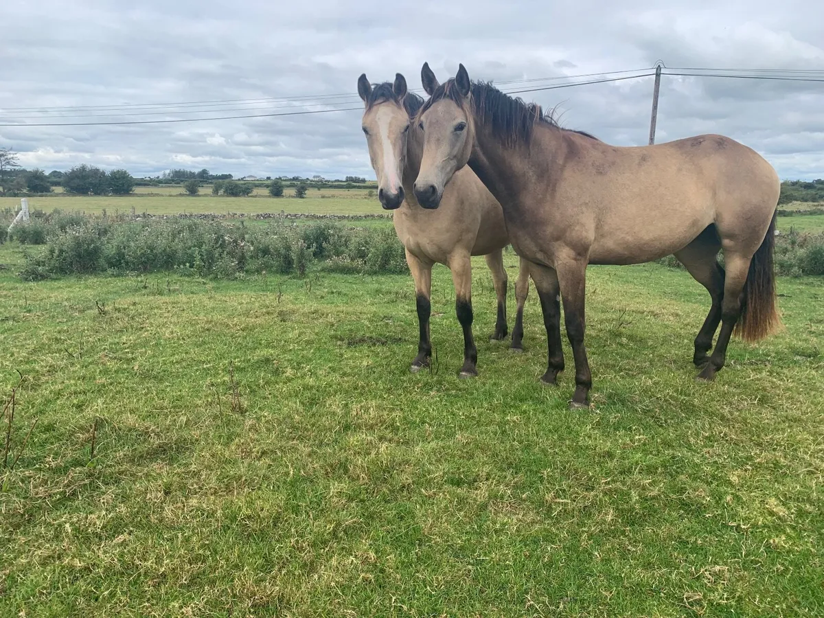 A selection of Connemara ponies / Cobs. - Image 1