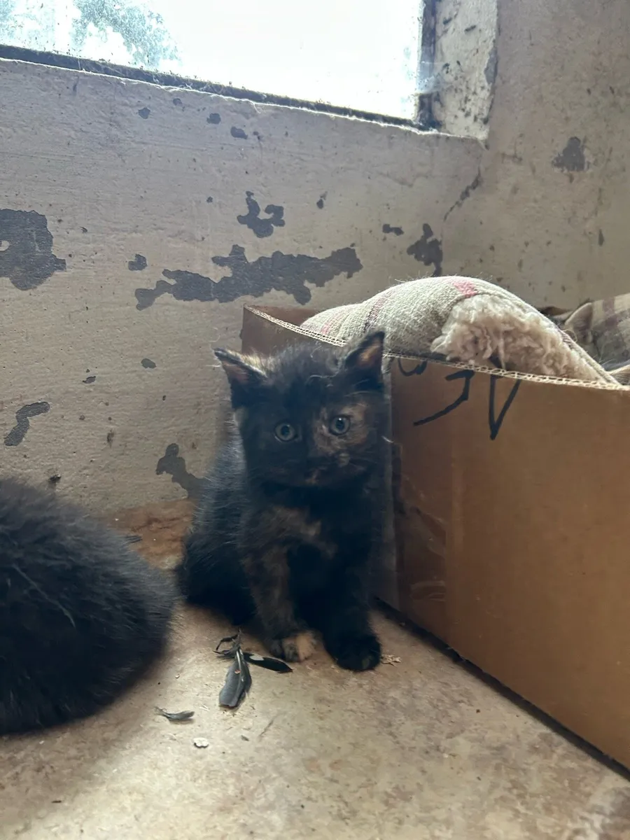 British Short Hair Cross Kittens - Image 3
