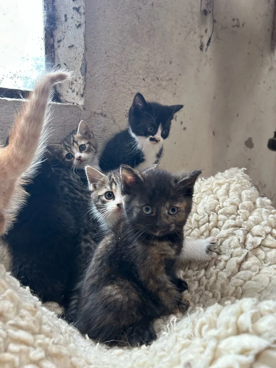 British Short Hair Cross Kittens - Image 4