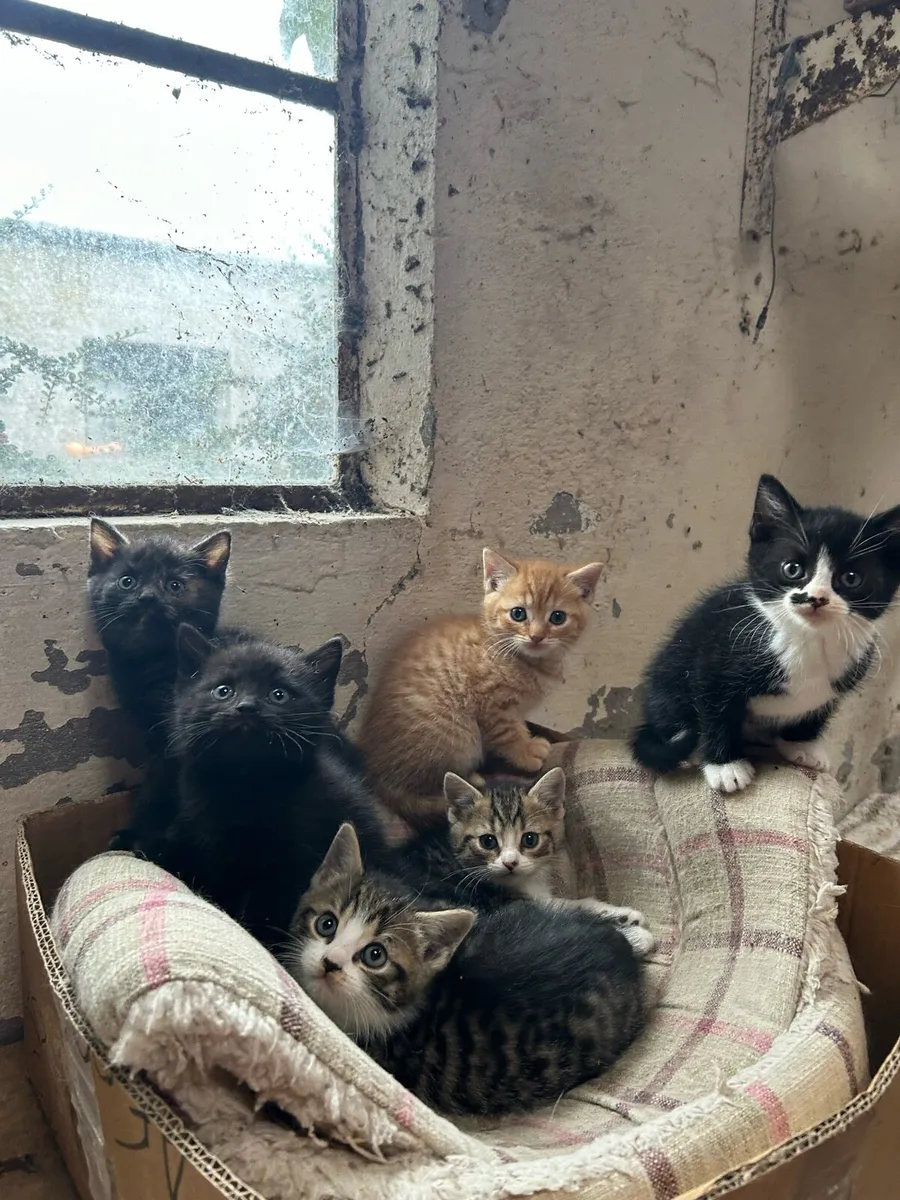 British Short Hair Cross Kittens - Image 1