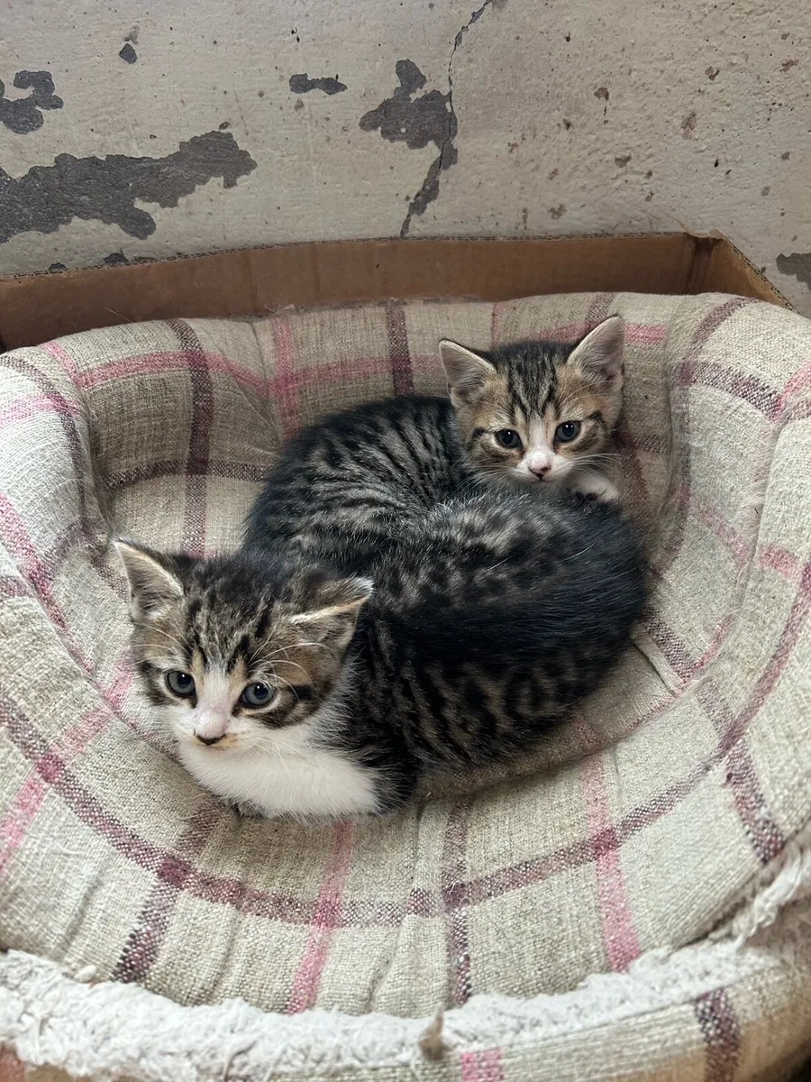 British Short Hair Cross Kittens - Image 2