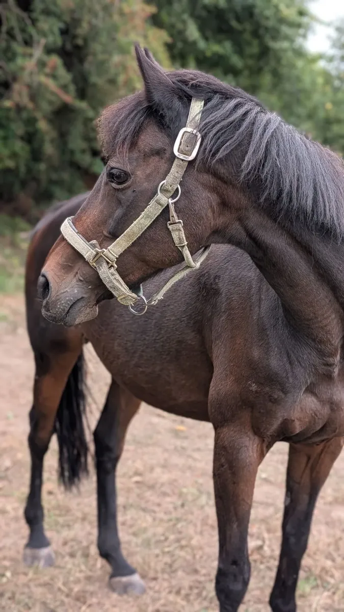 20-Year-Old Kind Thoroughbred - Image 1