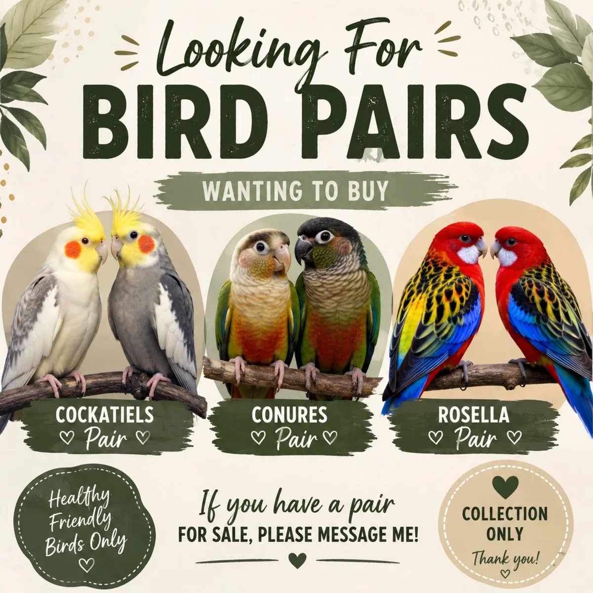 Looking for pairs and chicks to handrear