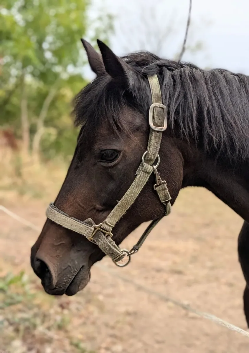 20-Year-Old Kind Thoroughbred - Image 3