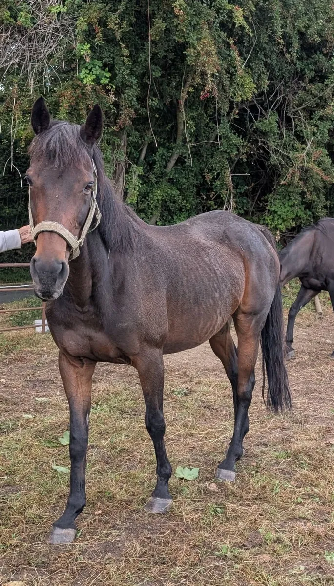 20-Year-Old Kind Thoroughbred - Image 2