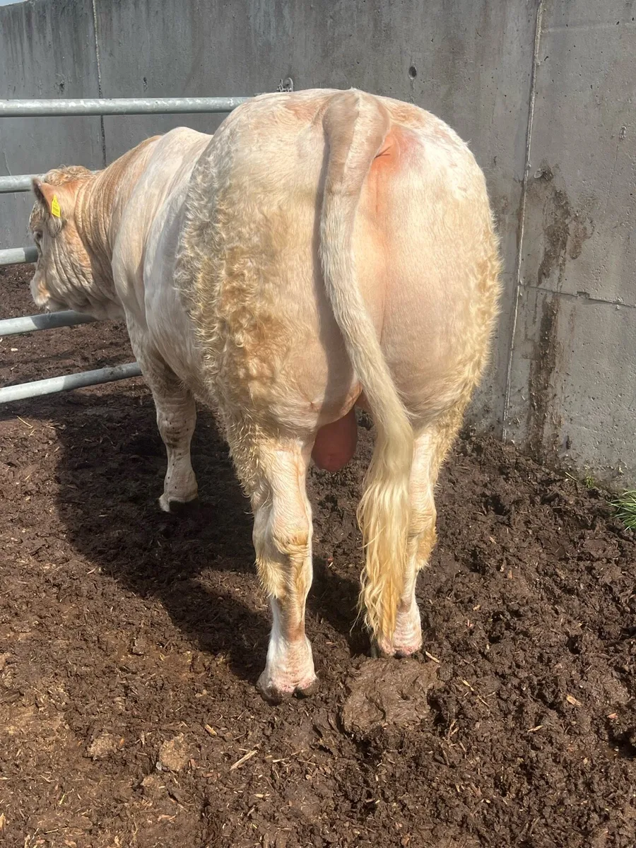 Pedigree Charolais Bull (5star & E Calving ) - Image 2