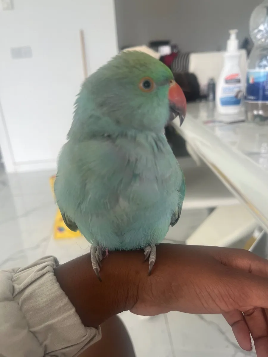Pets - Image 2
