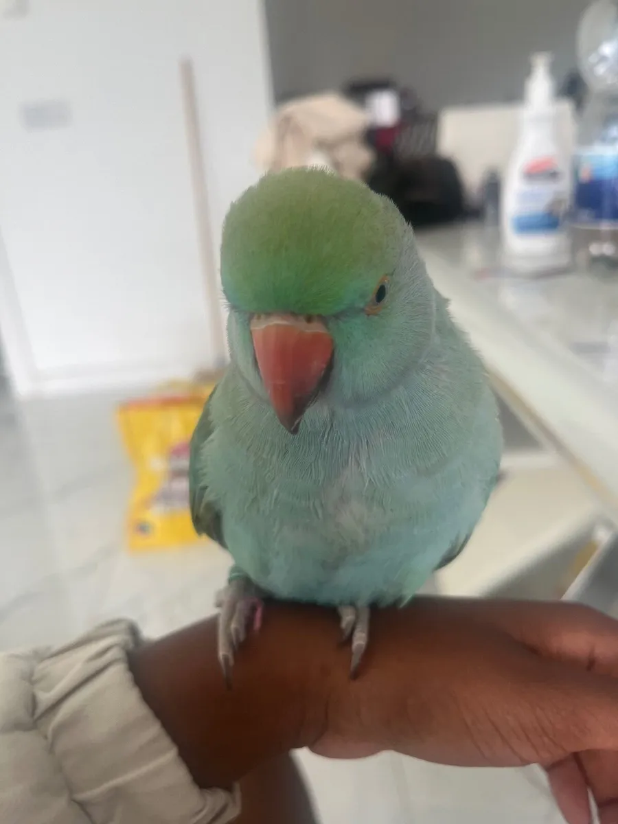 Pets - Image 4
